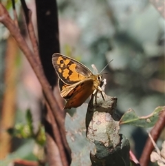 Heteronympha penelope at Booth, ACT - 28 Jan 2025 10:03 AM