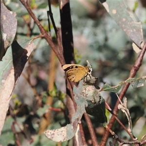 Heteronympha penelope at Booth, ACT - 28 Jan 2025 10:03 AM