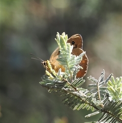 Heteronympha penelope at Booth, ACT - 28 Jan 2025 10:03 AM