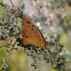 Heteronympha penelope at Booth, ACT - 28 Jan 2025 10:03 AM