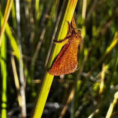 Fraus fusca at Cotter River, ACT - 1 Feb 2025 by WindyHen