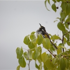 Phylidonyris novaehollandiae at Lawson, ACT - 28 Jan 2025 by mroseby