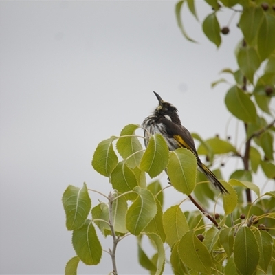 Phylidonyris novaehollandiae (New Holland Honeyeater) at Lawson, ACT - 29 Jan 2025 by mroseby