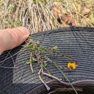 Bossiaea buxifolia (Matted Bossiaea) at Campbell, ACT by WalterEgo