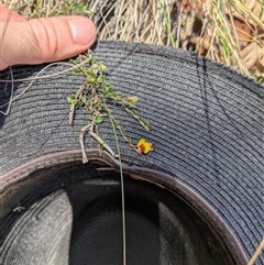 Bossiaea buxifolia at Campbell, ACT - Yesterday 03:28 PM