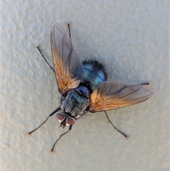 Chetogaster violacea/viridis (complex) (Bristle Fly) at Campbell, ACT - 2 Feb 2025 by WalterEgo