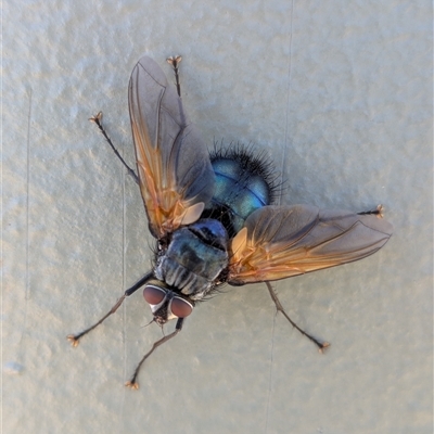 Chetogaster violacea/viridis (complex) (Bristle Fly) at Campbell, ACT - 2 Feb 2025 by WalterEgo