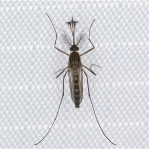 Unidentified Crane fly, midge, mosquito or gnat (several families) at Melba, ACT by kasiaaus