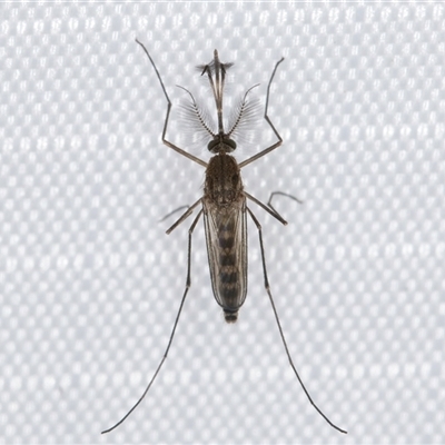 Unidentified Crane fly, midge, mosquito or gnat (several families) at Melba, ACT - 29 Jan 2025 by kasiaaus