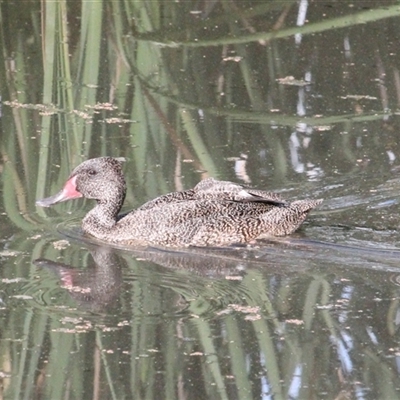 Stictonetta naevosa (Freckled Duck) at Fyshwick, ACT - 2 Feb 2025 by mroseby