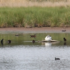 Tadorna tadornoides (Australian Shelduck) at Fyshwick, ACT - 1 Feb 2025 by mroseby