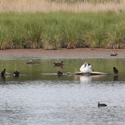 Tadorna tadornoides (Australian Shelduck) at Fyshwick, ACT - 1 Feb 2025 by mroseby