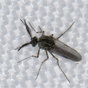 Ceratopogonidae (family) at Melba, ACT by kasiaaus