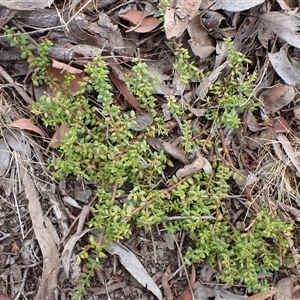 Persoonia microphylla at Cook, ACT by CathB