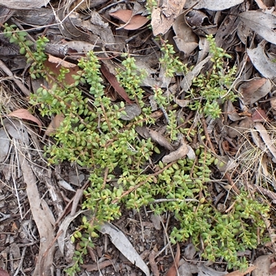 Persoonia microphylla at Cook, ACT - 1 Feb 2025 by CathB