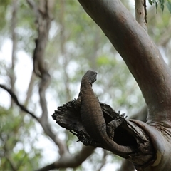 Varanus varius at Mount Annan, NSW - 2 Feb 2025 by ScottandMandy