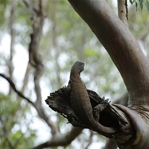 Varanus varius at Mount Annan, NSW - suppressed