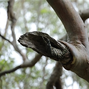 Varanus varius at Mount Annan, NSW - suppressed