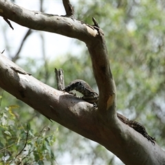 Varanus varius at Mount Annan, NSW - suppressed