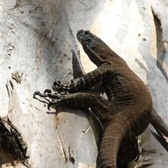 Varanus varius at Mount Annan, NSW - suppressed