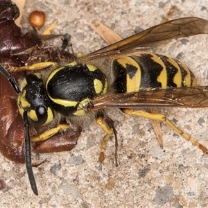 Vespula germanica at Melba, ACT - 29 Jan 2025 11:50 PM