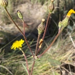 Picris angustifolia subsp. merxmuelleri at Booth, ACT - 28 Jan 2025 by RAllen