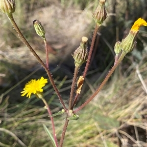 Picris angustifolia subsp. merxmuelleri at Booth, ACT - 28 Jan 2025 10:06 AM