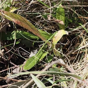 Picris angustifolia subsp. merxmuelleri at Booth, ACT - 28 Jan 2025 10:06 AM