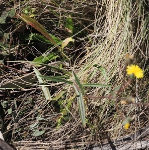 Picris angustifolia subsp. merxmuelleri at Booth, ACT - 28 Jan 2025 10:06 AM