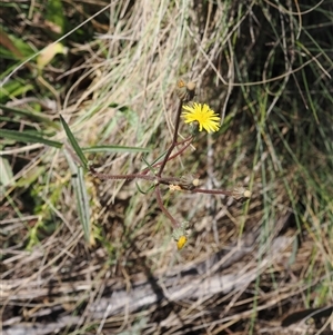 Picris angustifolia subsp. merxmuelleri at Booth, ACT - 28 Jan 2025 10:06 AM