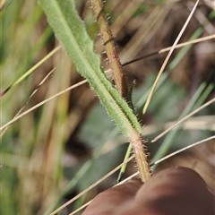 Picris angustifolia subsp. merxmuelleri at Booth, ACT - 28 Jan 2025 10:06 AM