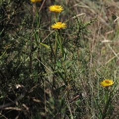 Xerochrysum subundulatum (Alpine Everlasting) at Booth, ACT - 28 Jan 2025 by RAllen