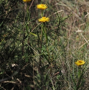 Xerochrysum subundulatum (Alpine Everlasting) at Booth, ACT by RAllen