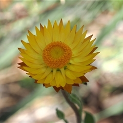 Xerochrysum subundulatum at Booth, ACT - 28 Jan 2025 10:49 AM