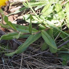 Xerochrysum subundulatum at Booth, ACT - 28 Jan 2025 10:49 AM