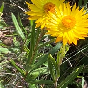 Xerochrysum subundulatum at Booth, ACT - 28 Jan 2025 10:49 AM