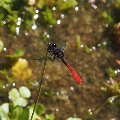 Nannophya dalei (Eastern Pygmyfly) at Booth, ACT - 28 Jan 2025 by RAllen