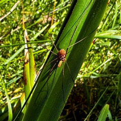 Opiliones (order) (Unidentified harvestman) at Bimberi, NSW - 1 Feb 2025 by WindyHen