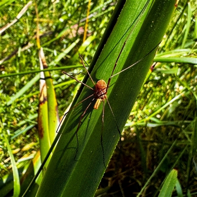 Neopilionidae (family) (A Harvestman) at Bimberi, NSW - 1 Feb 2025 by WindyHen