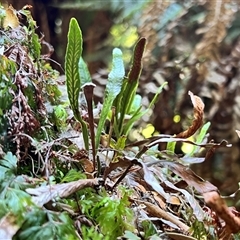 Notogrammitis billardierei (Finger Fern) at Liffey, TAS - 2 Feb 2025 by JimL