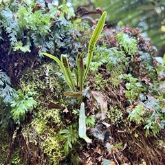 Notogrammitis billardierei at Liffey, TAS - suppressed