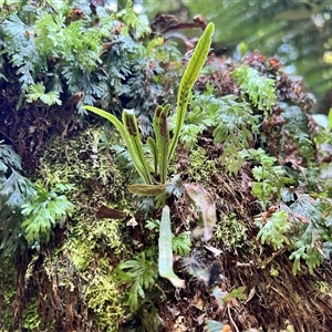 Notogrammitis billardierei at Liffey, TAS - suppressed
