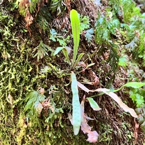 Notogrammitis billardierei at Liffey, TAS - suppressed