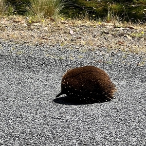 Tachyglossus aculeatus (Short-beaked Echidna) at Breona, TAS by JimL