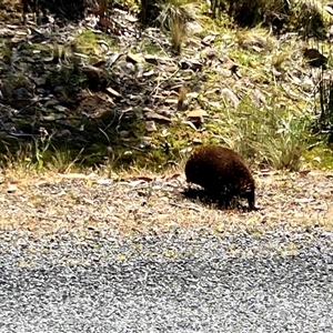 Tachyglossus aculeatus at Breona, TAS - 2 Feb 2025 02:34 PM