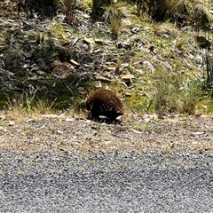 Tachyglossus aculeatus at Breona, TAS - 2 Feb 2025 02:34 PM