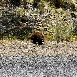 Tachyglossus aculeatus at Breona, TAS - 2 Feb 2025 02:34 PM