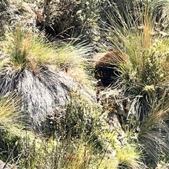 Tachyglossus aculeatus at Breona, TAS - 2 Feb 2025 02:34 PM