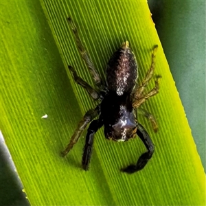 Salticidae (family) (Jumping spider) at Bimberi, NSW by WindyHen