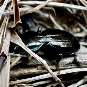 Unidentified Other beetle at Cotter River, ACT by WindyHen